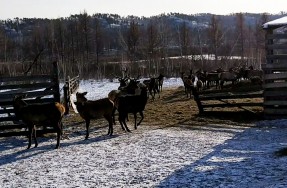 Маралы на ферме в Забайкальском крае