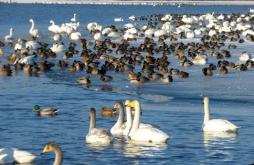 Праздник встречи лебедей на озере Ножий