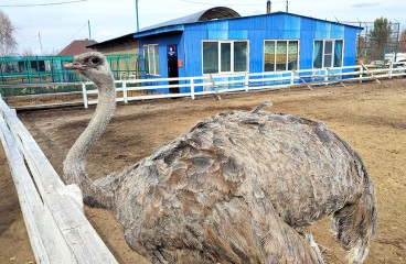 Вольер со страусами в зоопитомнике «Амодово»