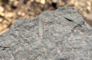 Отпечаток раннемеловой флоры в бурых углях Арбагаро-Холбонского месторождения