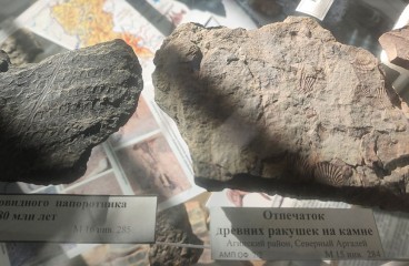 Палеонтологические находки&#44; экспонаты музея Природы