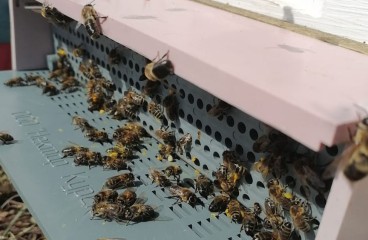Пчелиная пасека "Дивный Улей"