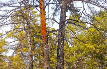 Священное дерево-лира в Ширингинском бору